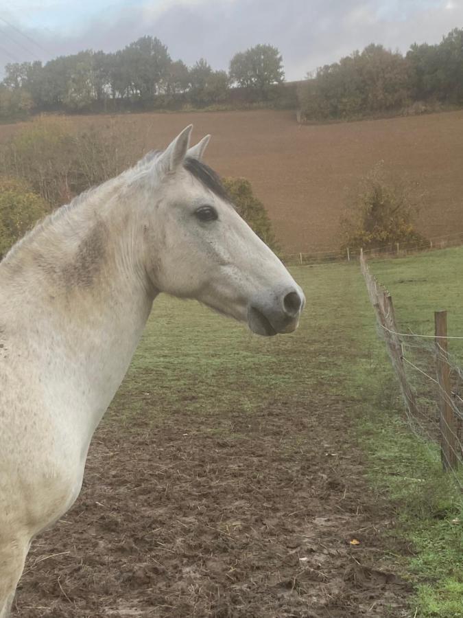 Chez Sophie - Gite Et Gite Equestre Clermont-Dessous Luaran gambar
